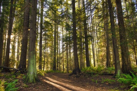 Trees
