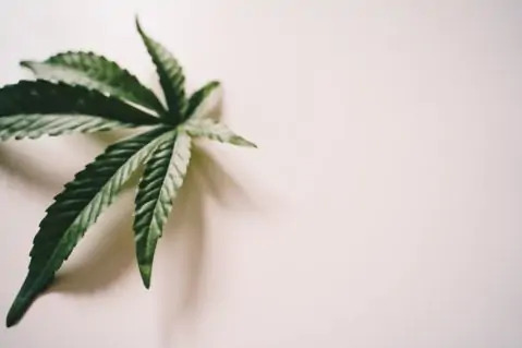 Hemp